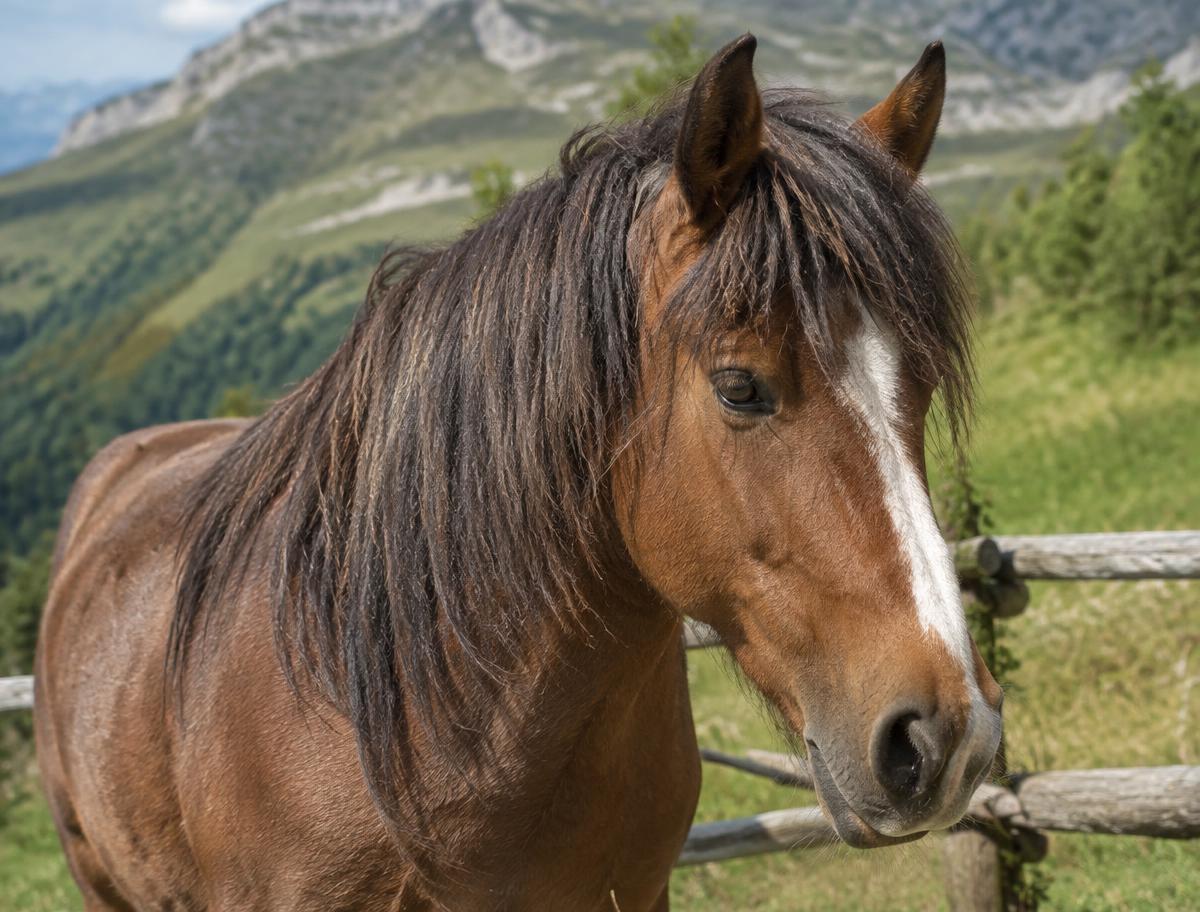 Cheval du Vercors de Barraquand dans un pâturage d'altitude
